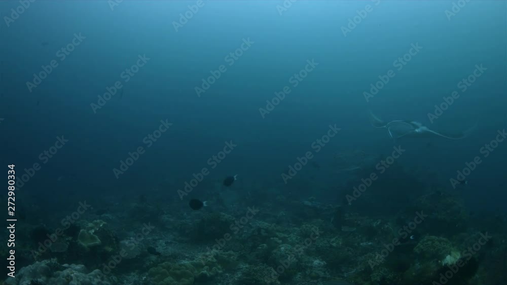 Oceanic Manta Ray on a coral reef in Raja Ampat Indonesia. Central Raja Ampat dive site Blue Magic 4k footage Oceanic Manta Ray on a coral reef in Raja Ampat Indonesia. Central Raja Ampat dive site Blue Magic 4k footage