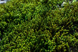 Green sprouts of moss close up on a sunny summer day, selective focus, background
