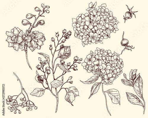 botany biology berries branches leaves line graphics beautiful sketching Vector graphics