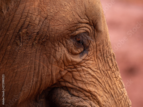 Elephant Orphanage in the Nairobi National Park, Kenya © hyserb