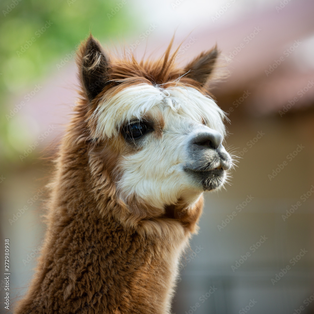 Portrait of an Alpaca, a South American mammal