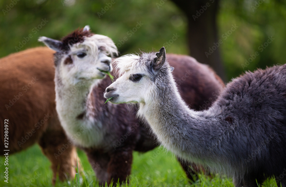 Portrait of two Alpacas, South American mammals