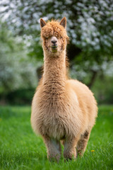Portrait of an Alpaca, a South American mammal