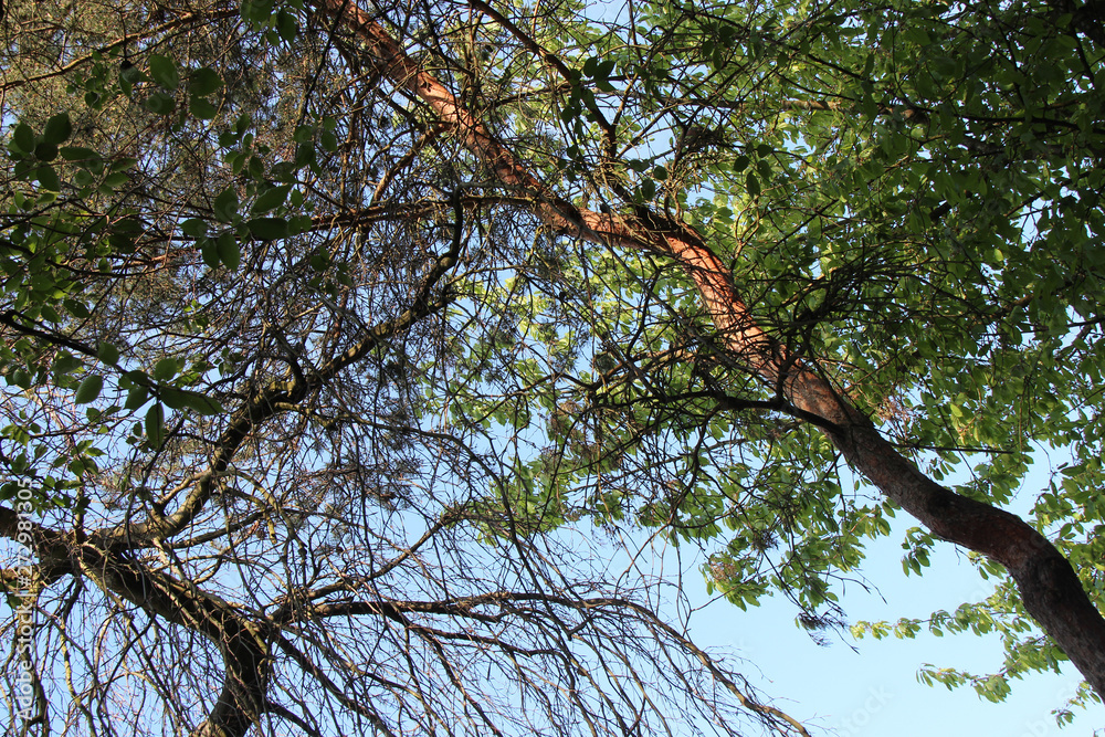 in a japanese garden in nantes (france) 