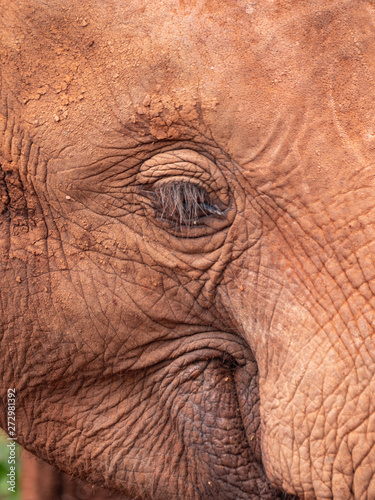 Elephant Orphanage in the Nairobi National Park, Kenya © hyserb