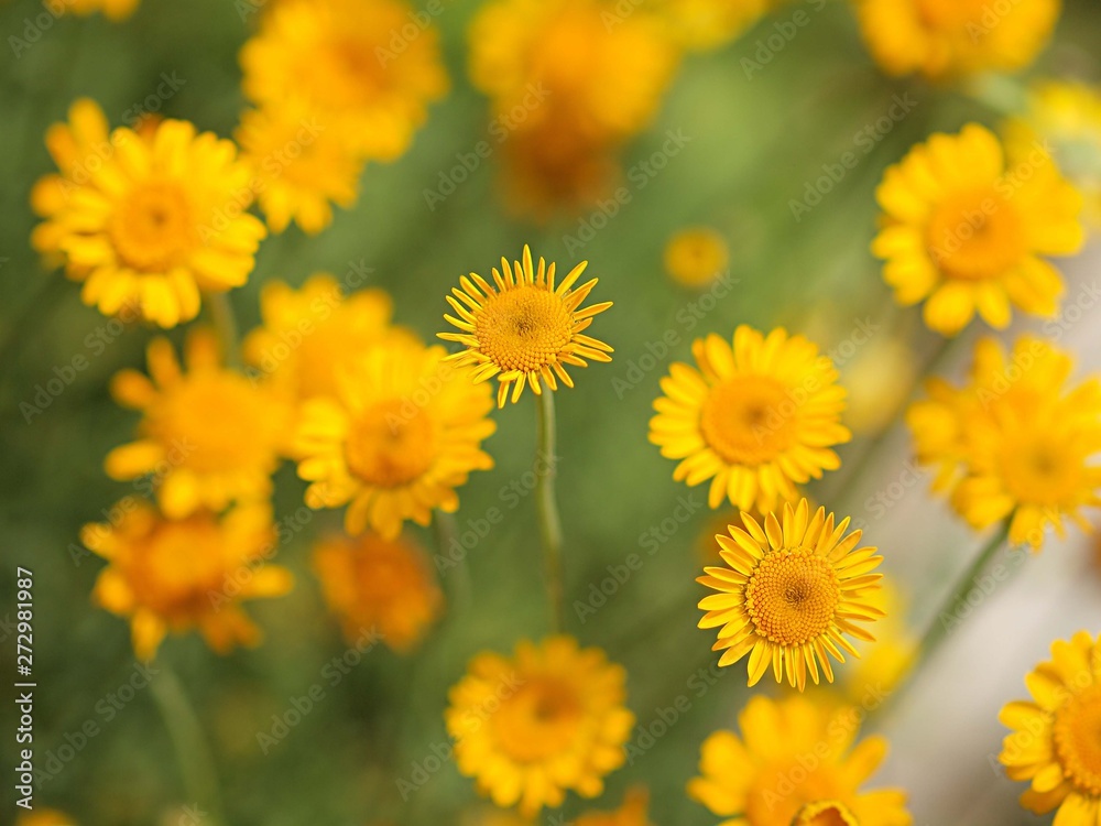 ダイヤーズカモミールの花 ダイヤーズカモミールの花