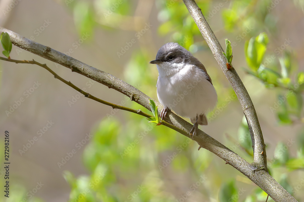 Fototapeta premium Lesser Whitethroat in spring