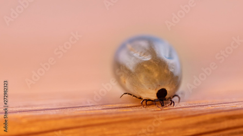 Vollgesaugte Zecke nach Zeckenbiss, Borreliose Gefahr Krankheitsüberträger FSME Risikogebiet