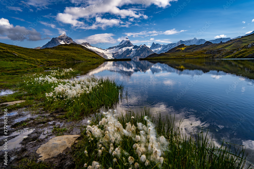 Wollgras am Bachalpsee First Grindelwald Berner Oberland Schweiz Switzerland Wollgras am Bachalpsee First Grindelwald Berner Oberland Schweiz Switzerland