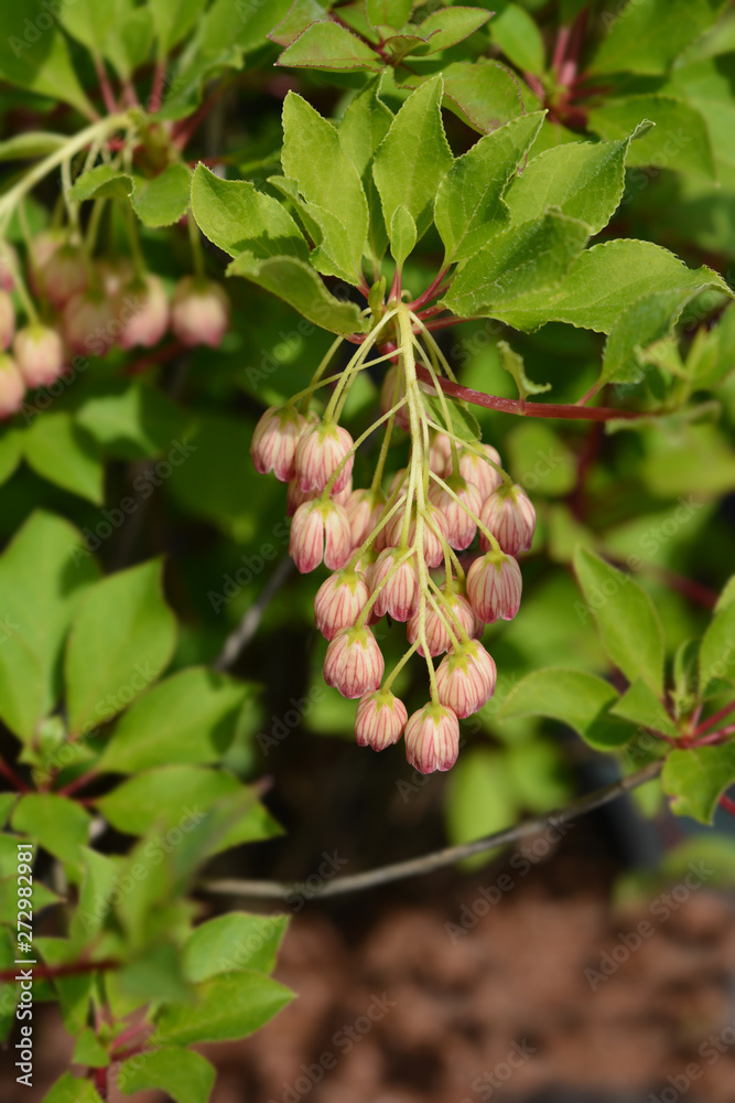 Red-vein enkianthus flowers Red-vein enkianthus flowers