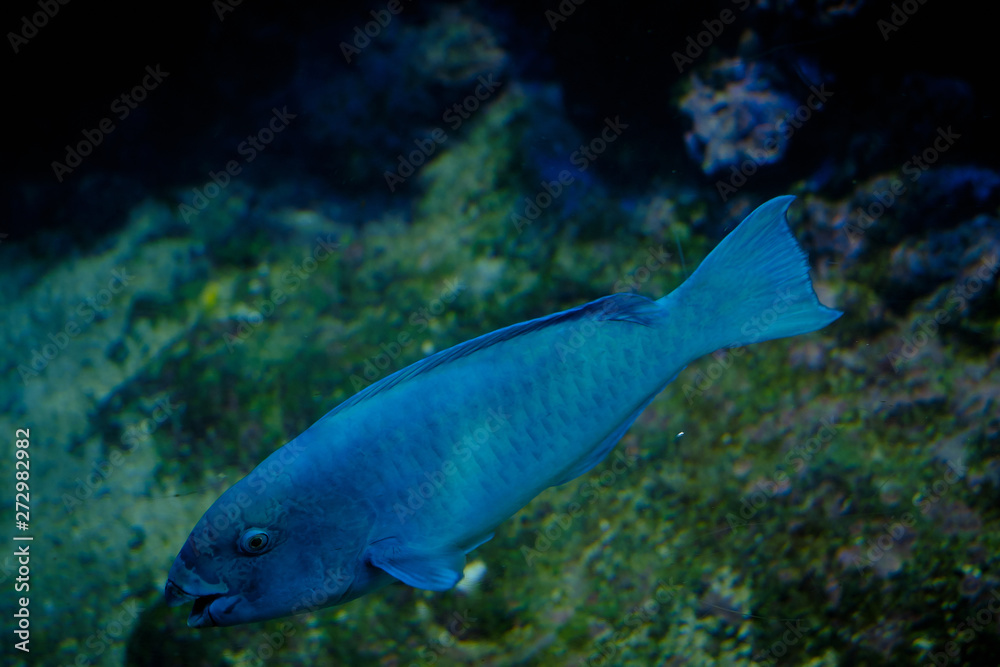 Un pesce colorato da acquario Un pesce colorato da acquario