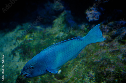 Fototapeta Naklejka Na Ścianę i Meble -  Un pesce colorato da acquario