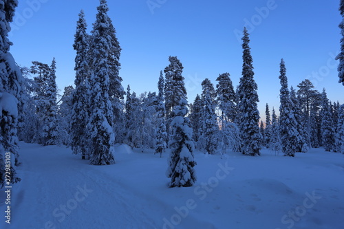 Beautiful sky and tree in Lapland in winter time. Finland