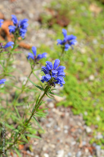 Blue Dragonhead flowers photo