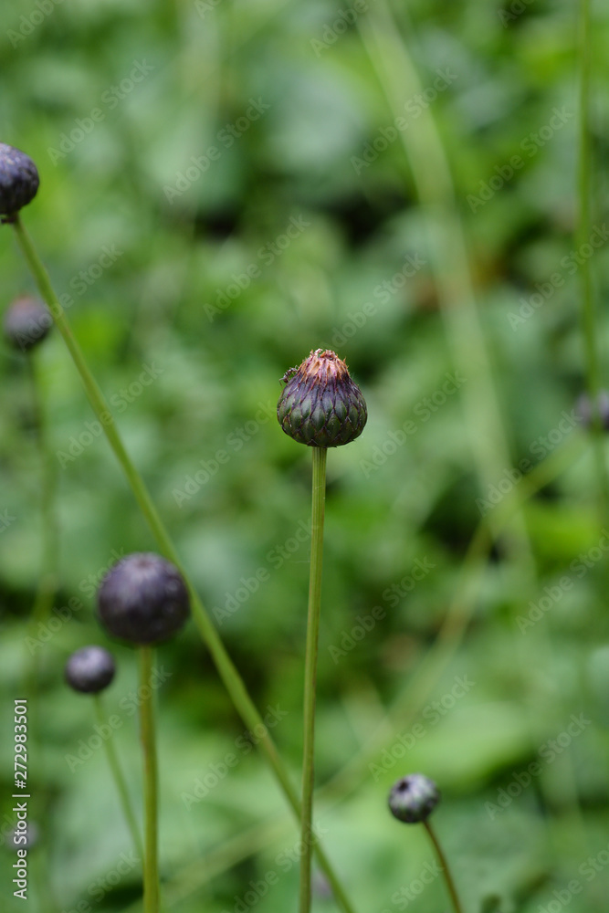 Single-flowered sawwort flower bud Single-flowered sawwort flower bud