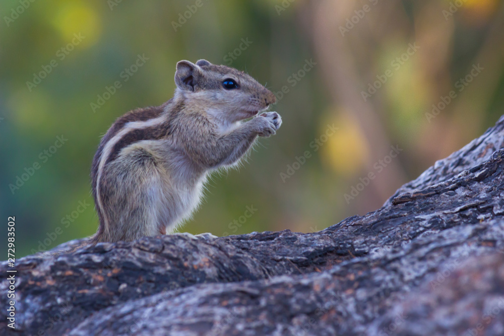 Beautiful Portrait of a Squirrel on the Tree trunk in its natural habitat Beautiful Portrait of a Squirrel on the Tree trunk in its natural habitat