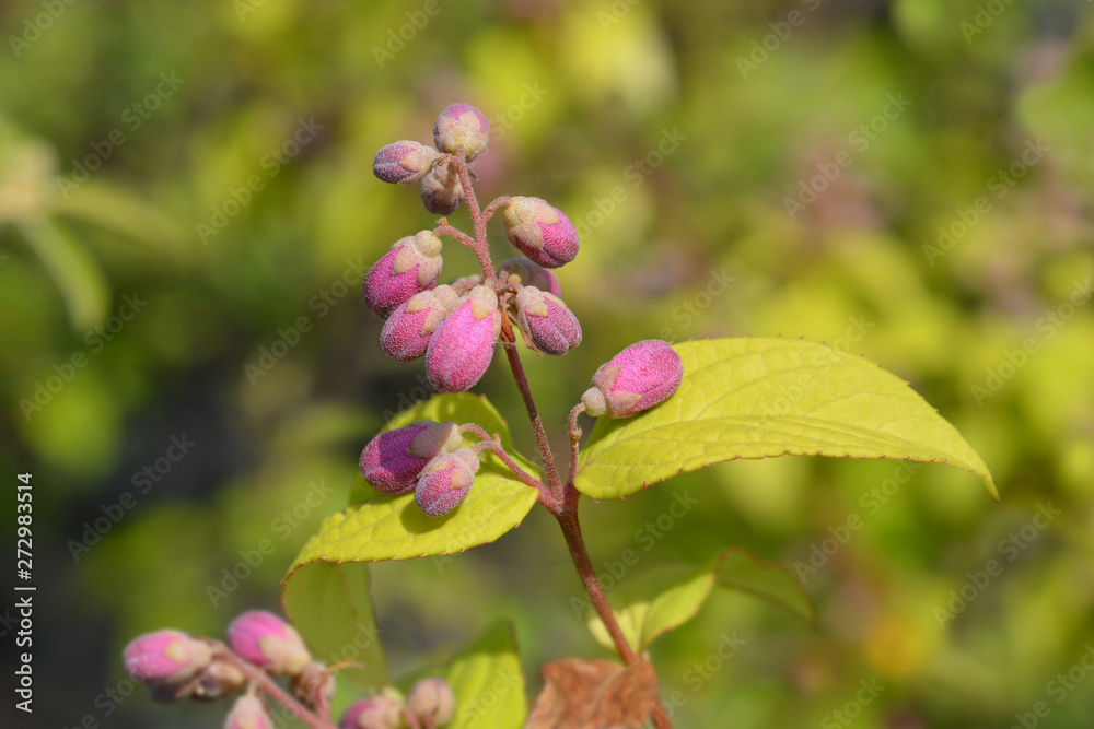 Deutzia Strawberry Fields pink flowers in garden Deutzia Strawberry Fields pink flowers in garden