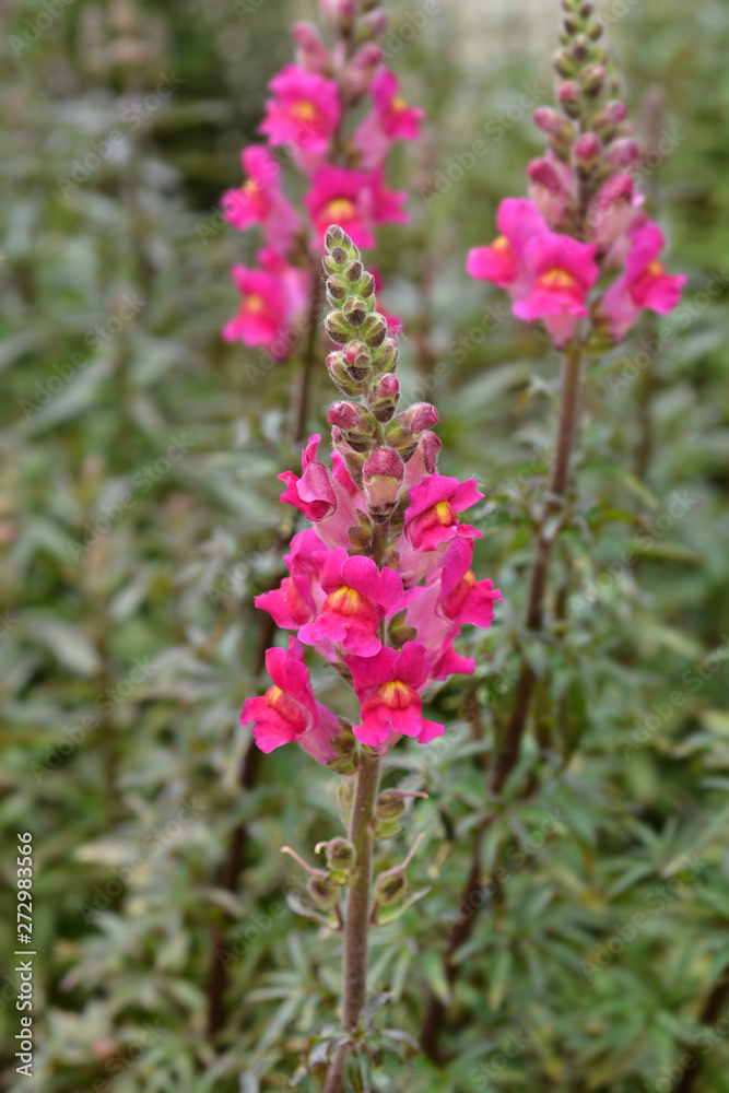 snapdragon Flame flowers in garden snapdragon Flame flowers in garden