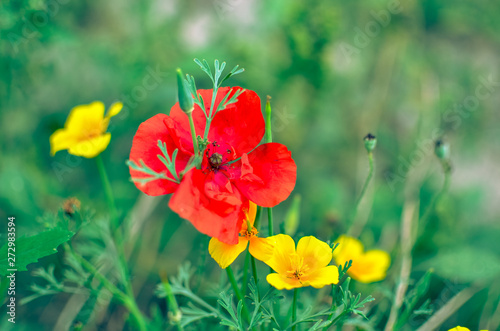 Californian poppy Eschscholzia californica, golden poppy, California sunlight and red poppy