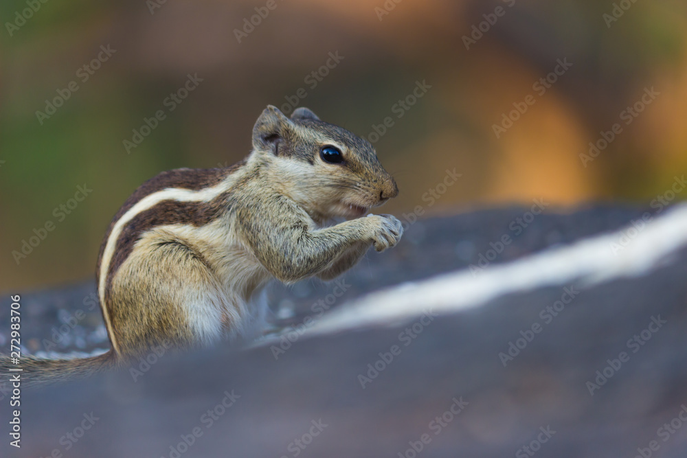 Beautiful Portrait of a Squirrel on the Tree trunk in its natural habitat Beautiful Portrait of a Squirrel on the Tree trunk in its natural habitat