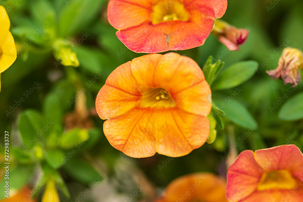 one of the first orange Nasturtium blooms of the season