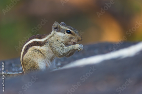 Beautiful Portrait of a Squirrel on the Tree trunk in its natural habitat © Robbie Ross