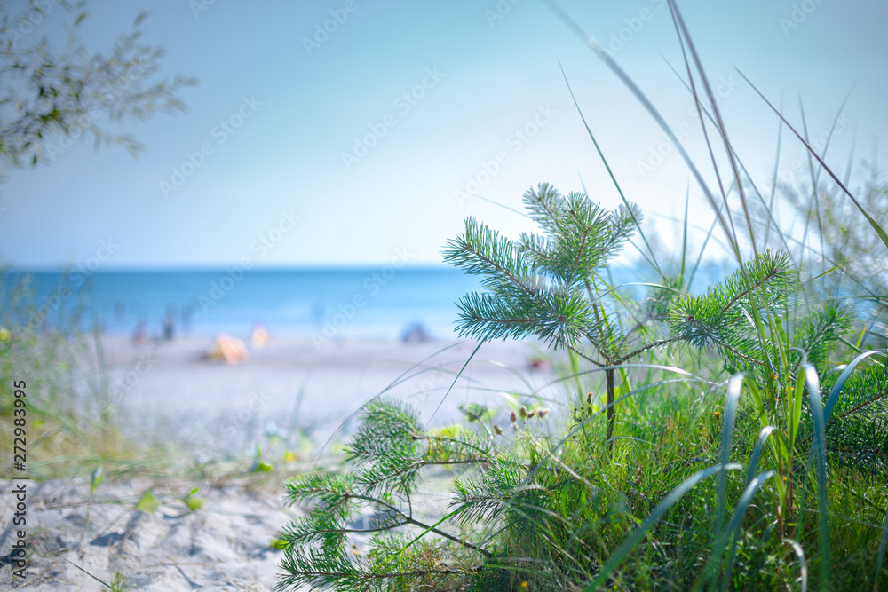 Small pine in green grass on sandy beach of the Baltic sea. Seaside resort at warm summer day on Baltic sea. Small DOF photography at open aperture.