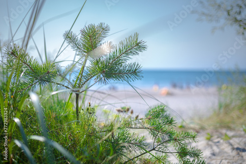 Fototapeta Naklejka Na Ścianę i Meble -  Small pine in green grass on sandy beach of the Baltic sea. Seaside resort at warm summer day on Baltic sea. Small DOF photography at open aperture.