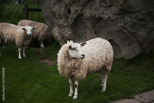 Farm Sheep Livestock 