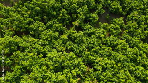 Perpendicular aerial view of a thick forest of trees. The leaves  green with yellow hues  of the plants cover the view of the undergrowth on this beautiful summer day.