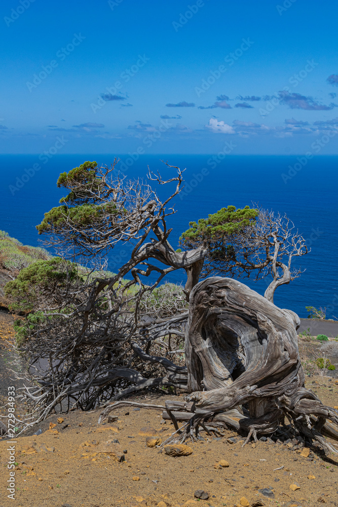 Phoenicean juniper tree (Juniperus phoenicea canariensis), with blue sky and Atlantic ocean  background,  El Sabinar volcanic landscape, El Hierro island, Canary islands, Spain