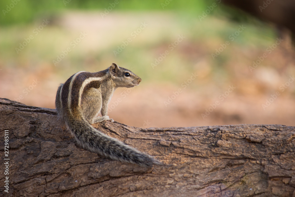 Beautiful Portrait of a Squirrel on the Tree trunk in its natural habitat Beautiful Portrait of a Squirrel on the Tree trunk in its natural habitat