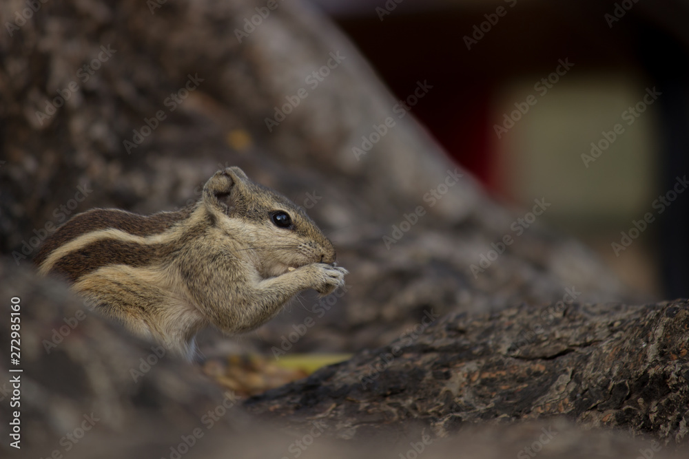 Beautiful Portrait of a Squirrel on the Tree trunk in its natural habitat Beautiful Portrait of a Squirrel on the Tree trunk in its natural habitat