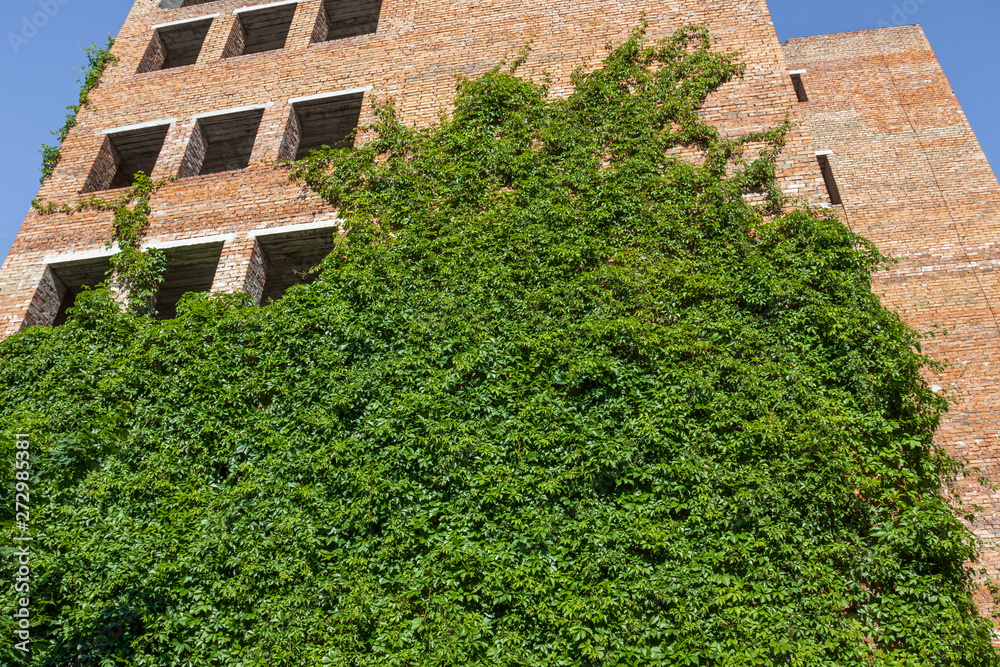 An unfinished red brick building is covered with green ivy on a blue sky background. An unfinished red brick building is covered with green ivy on a blue sky background.