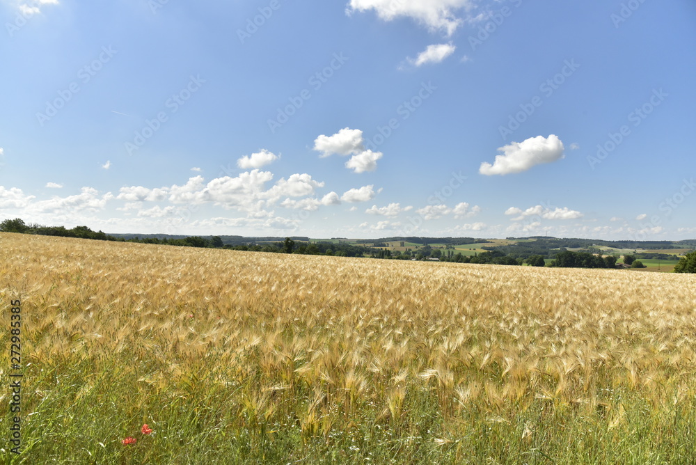Vaste champs de blé peut avant sa moisson sous les petits cumulus blancs au Périgord Vert