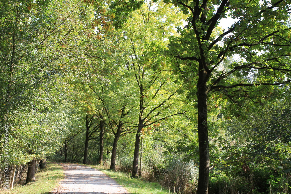 a road in the forest in spring with fresh green colors a road in the forest in spring with fresh green colors