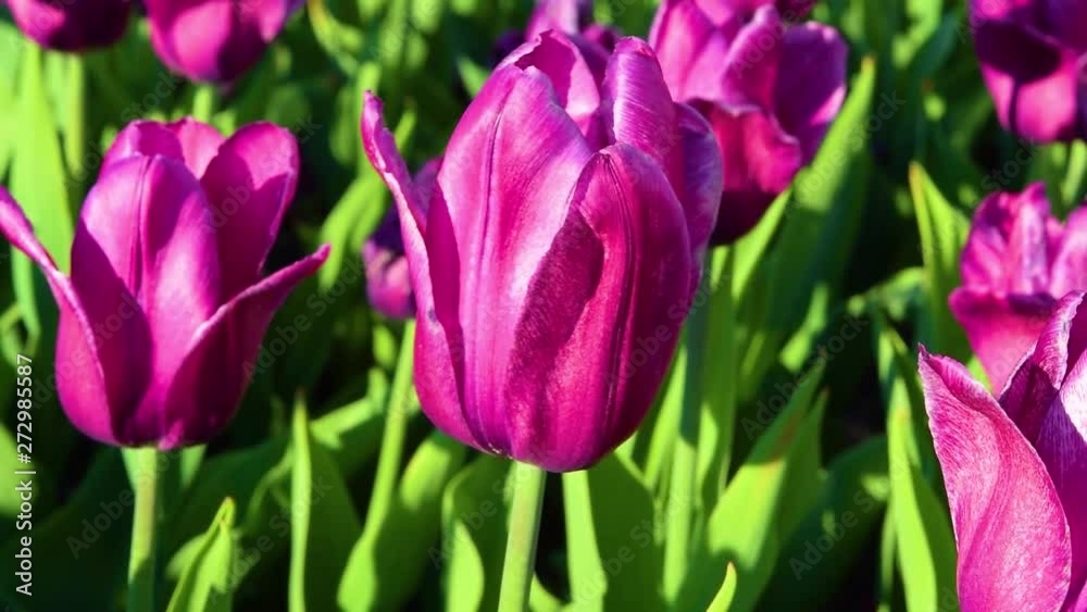 Flowers spring tulips with green leaves on the flower bed, illuminated by the sun, beautiful natural background Flowers spring tulips with green leaves on the flower bed, illuminated by the sun, beautiful natural background