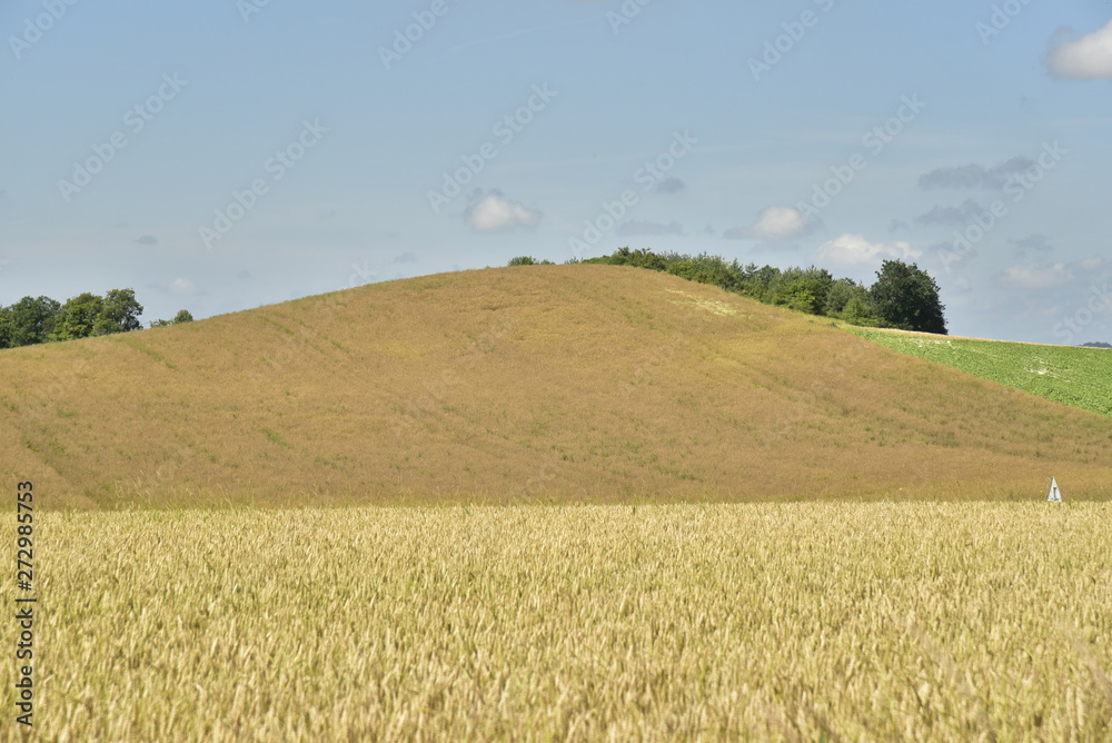 Plantation de deux variétés de blé sur l'une des collines aux environs de Vendoire au Périgord Vert