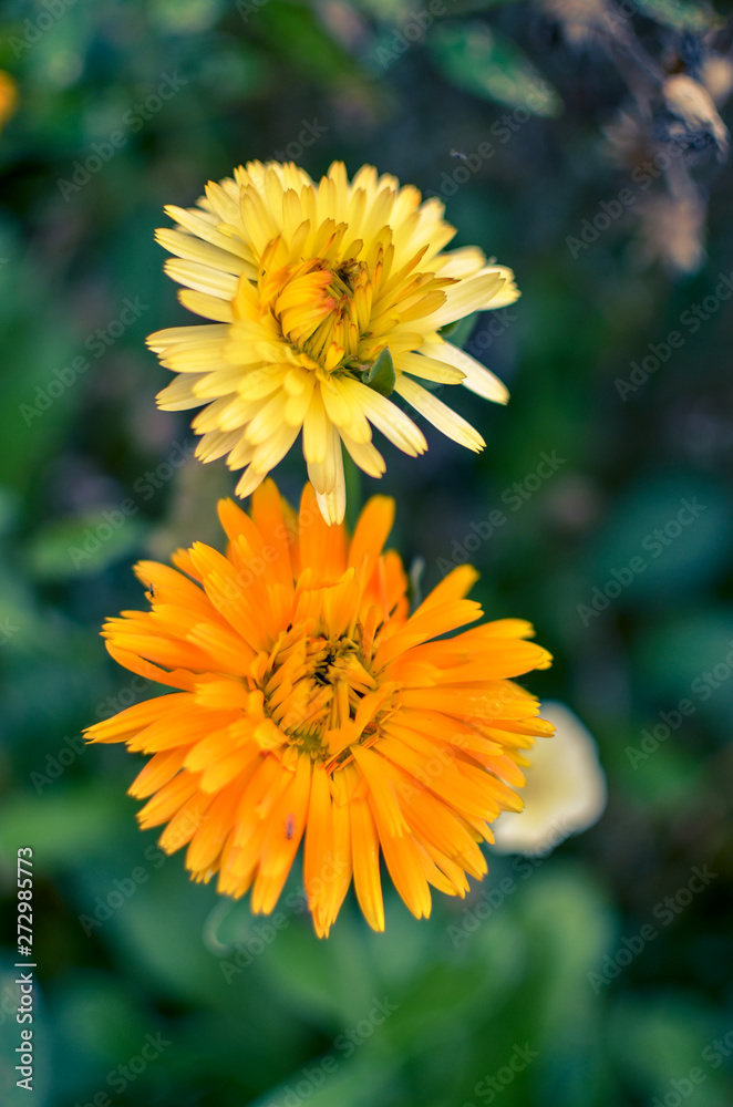 Obraz premium Yellow and orange calendula flowers blooming, marigold flowers at garden