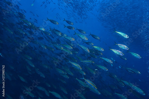 scad jamb under water / sea ecosystem, large school of fish on a blue background, abstract fish alive © kichigin19