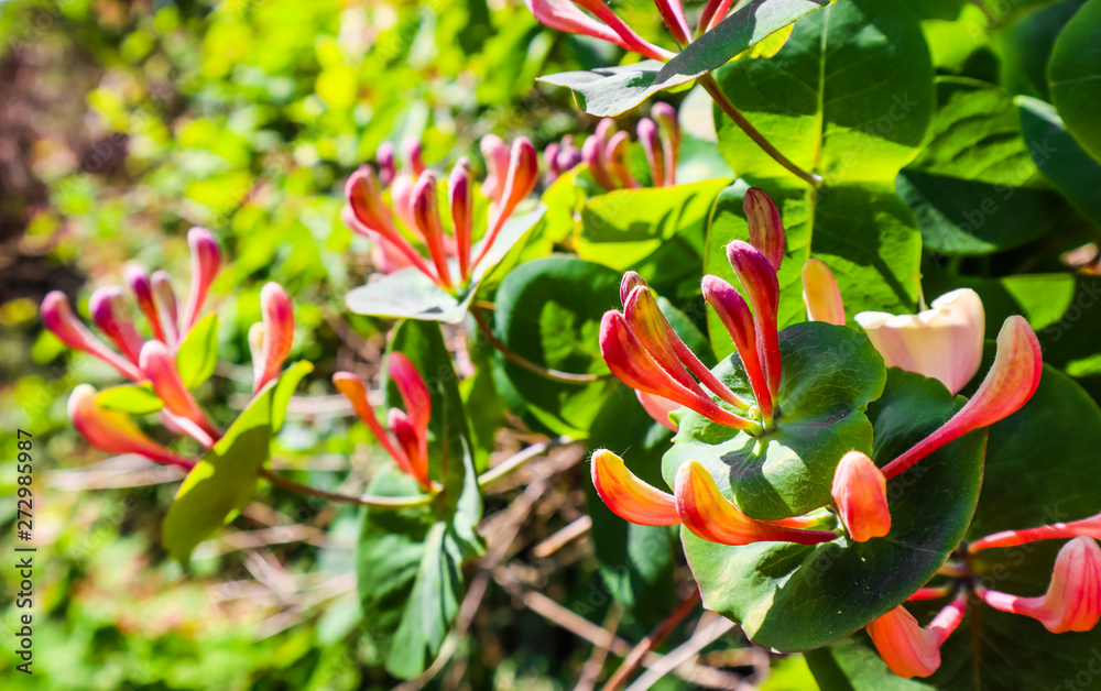 Close up pink Honeysuckle flowers in the garden. Lonicera caprifolium flowers, common names honeysuckle or woodbine in bloom. Gardening concept. Floral background Close up pink Honeysuckle flowers in the garden. Lonicera caprifolium flowers, common names honeysuckle or woodbine in bloom. Gardening concept. Floral background