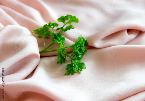 Green plant on the pink background. photo