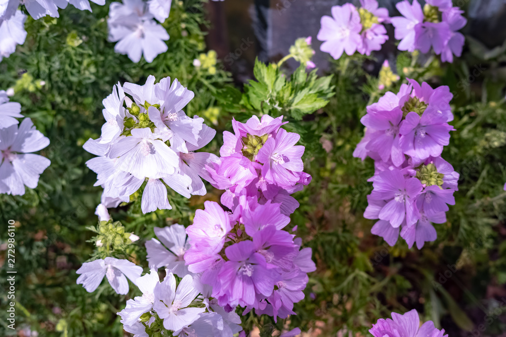 just beautiful flowers - flowers of early summer.Moscow region.Russia.2019