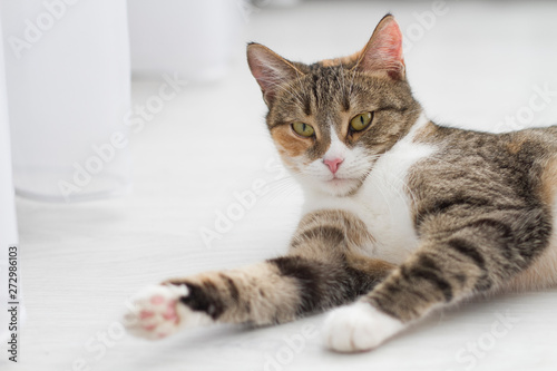 Home an adult cat lies on the floor legs forward © Yuliya Timofeeva