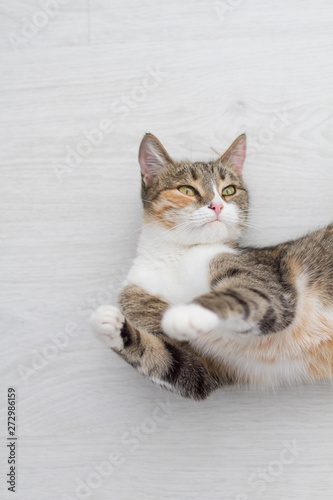 Domestic cat lying on the floor sick © Yuliya Timofeeva
