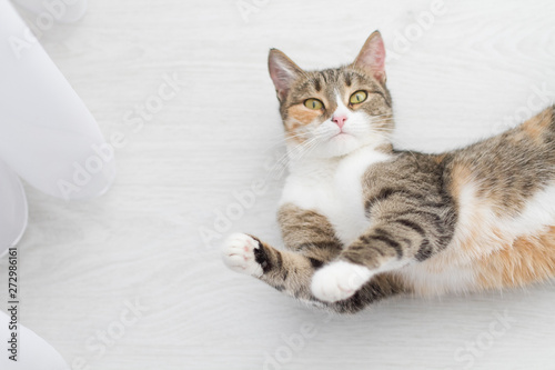 Adult cat lying on his back on the white floor of the house paws up looking at the frame