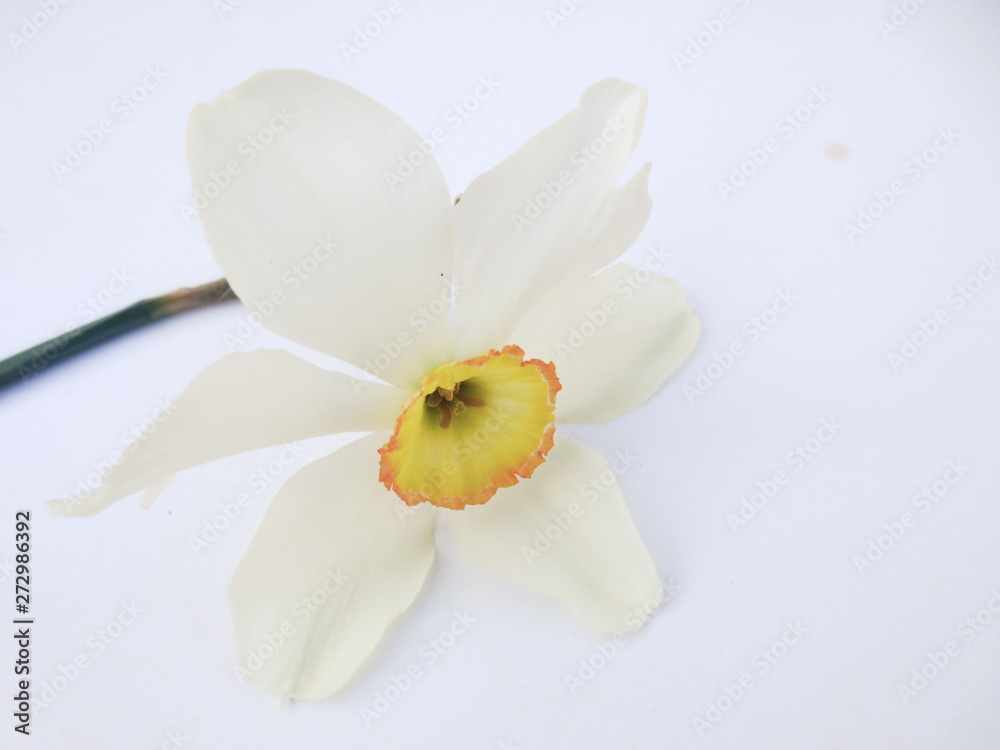 white flower on white background white flower on white background