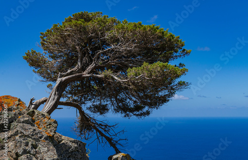 Phoenicean juniper tree (Juniperus phoenicea canariensis), with blue sky and Atlantic ocean  background,  El Sabinar volcanic landscape, El Hierro island, Canary islands, Spain