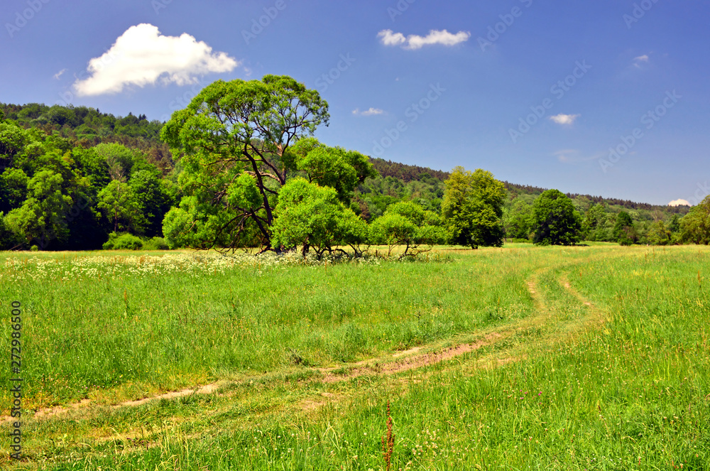 Country road in a grassy meadow, rural landscape of Low Beskids (Beskid Niski), Poland
