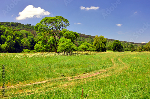 Country road in a grassy meadow  rural landscape of Low Beskids  Beskid Niski   Poland